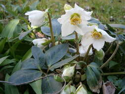 Image of black hellebore