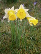 Image of daffodil