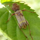 Image of Willow Borer