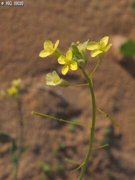 Image of Diplotaxis harra (Forssk.) Boiss.