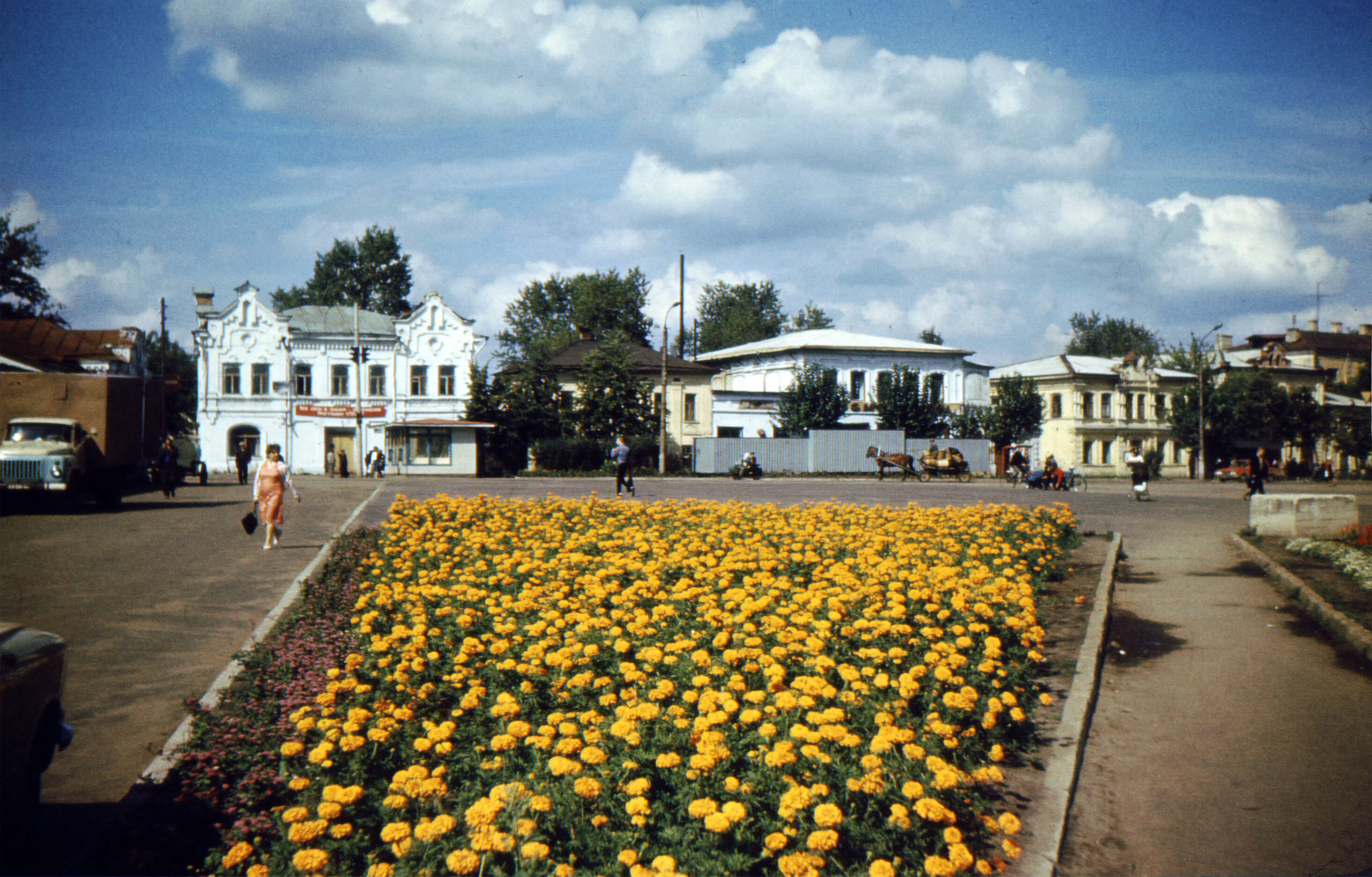 Tagetes erecta L. resmi