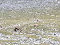 صورة Rupicapra rupicapra balcanica Bolkay 1925