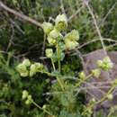 Image of Moscharia pinnatifida Ruiz & Pav.