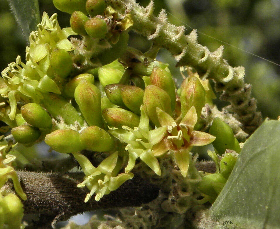 Image of Italian buckthorn