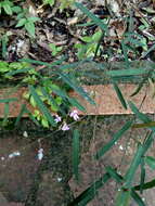 Imagem de Desmodium psilophyllum Schltdl.