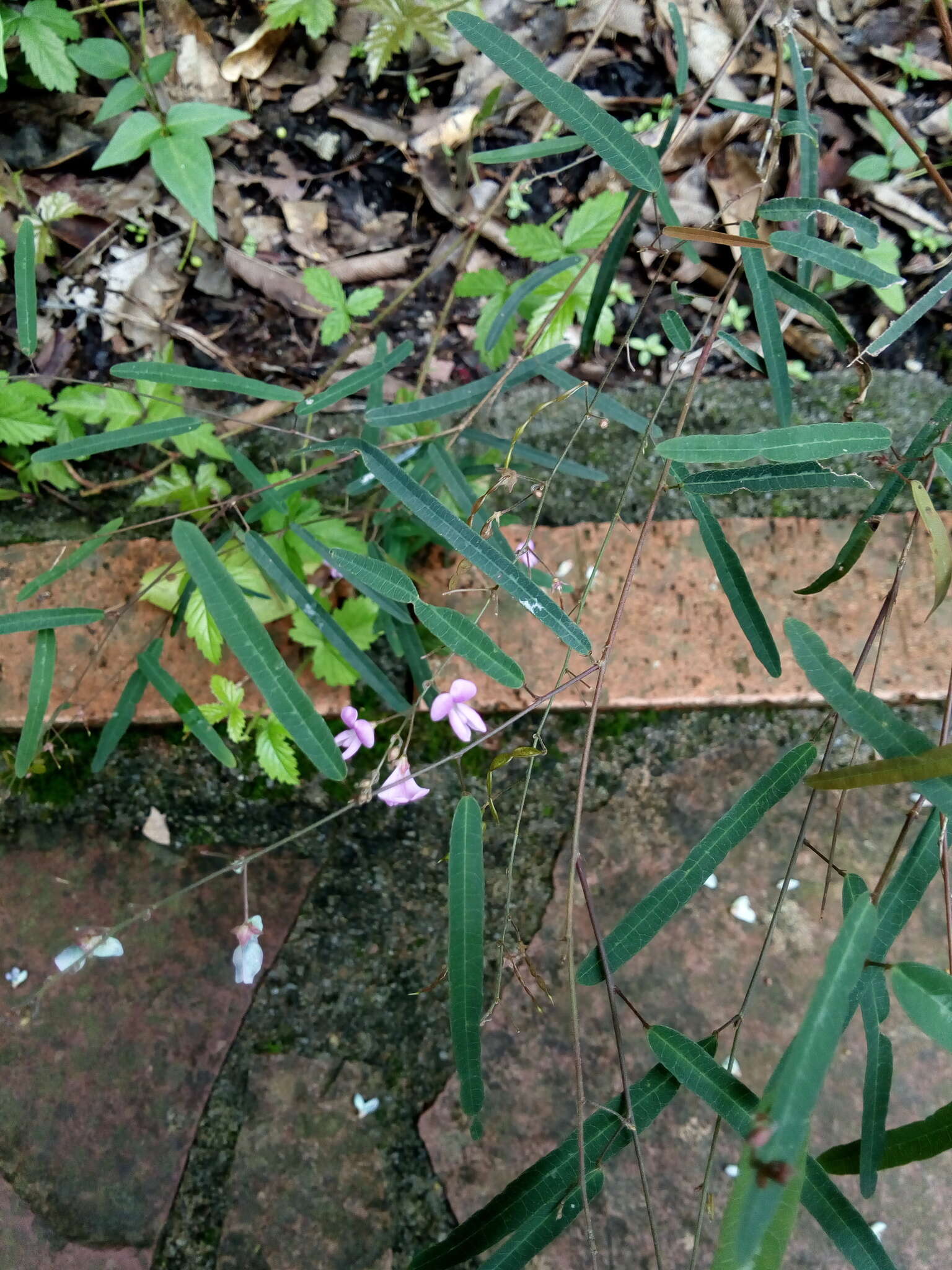 Imagem de Desmodium psilophyllum Schltdl.