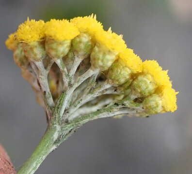 Image of Yellow-tipped everlasting