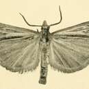 Image of Pediasia pectinicornis Rebel 1910