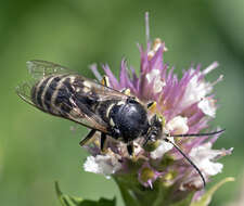 Image of Steniolia obliqua (Cresson 1865)