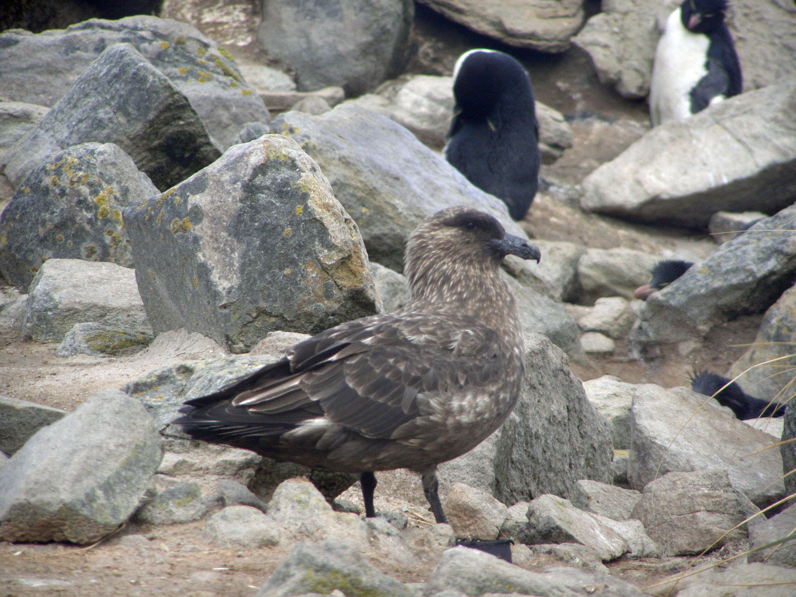 Image of Brown Skua