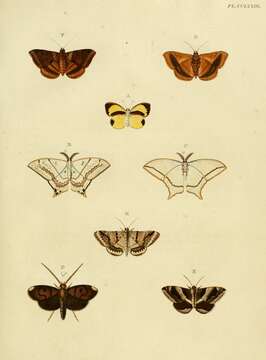 Image of Dysgonia algira Linnaeus 1767