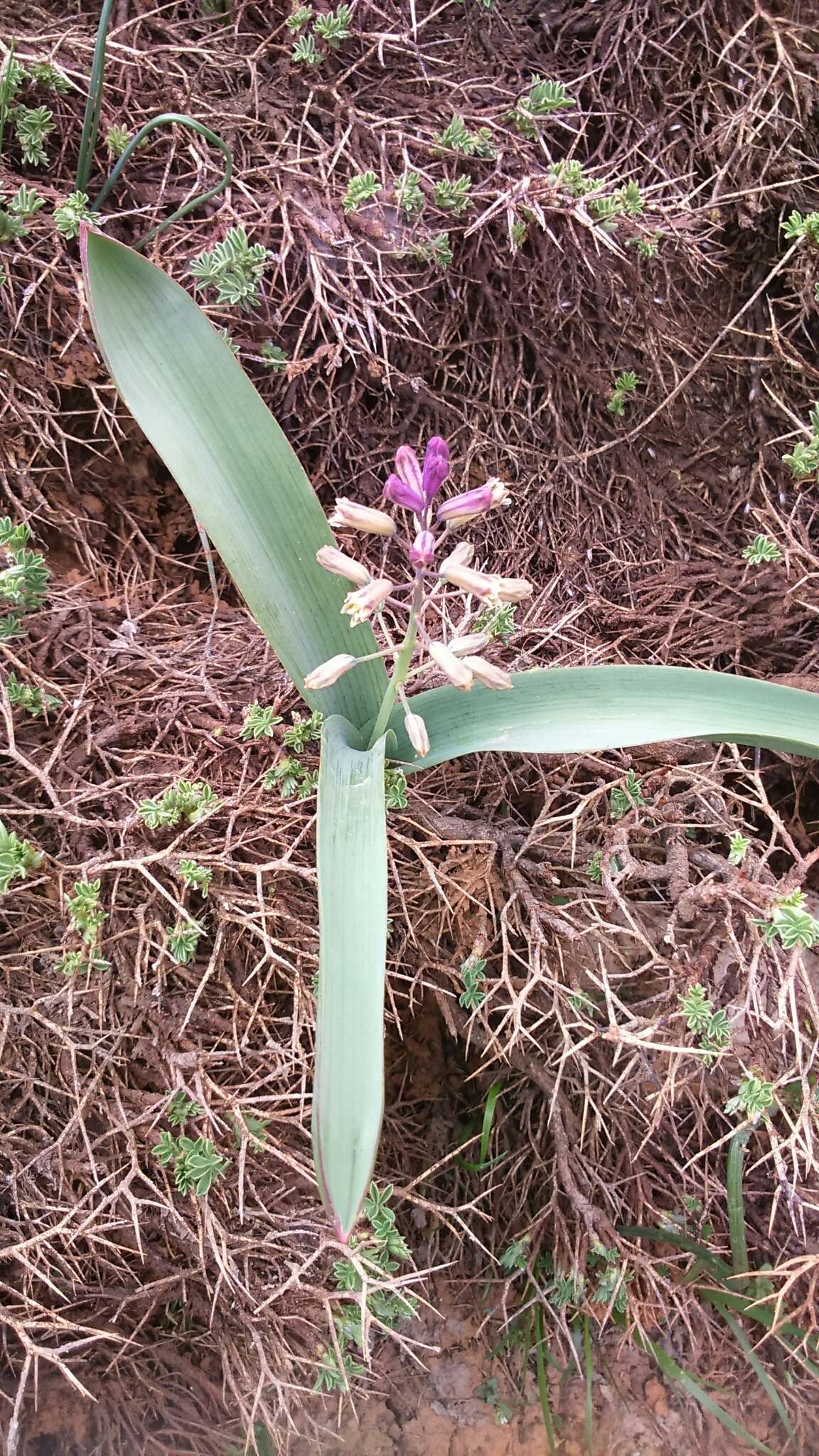 Image de Bellevalia hermonis Mouterde