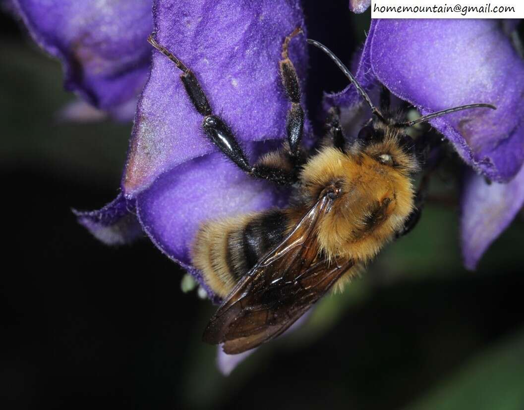 Image of Bombus koreanus (Skorikov 1933)