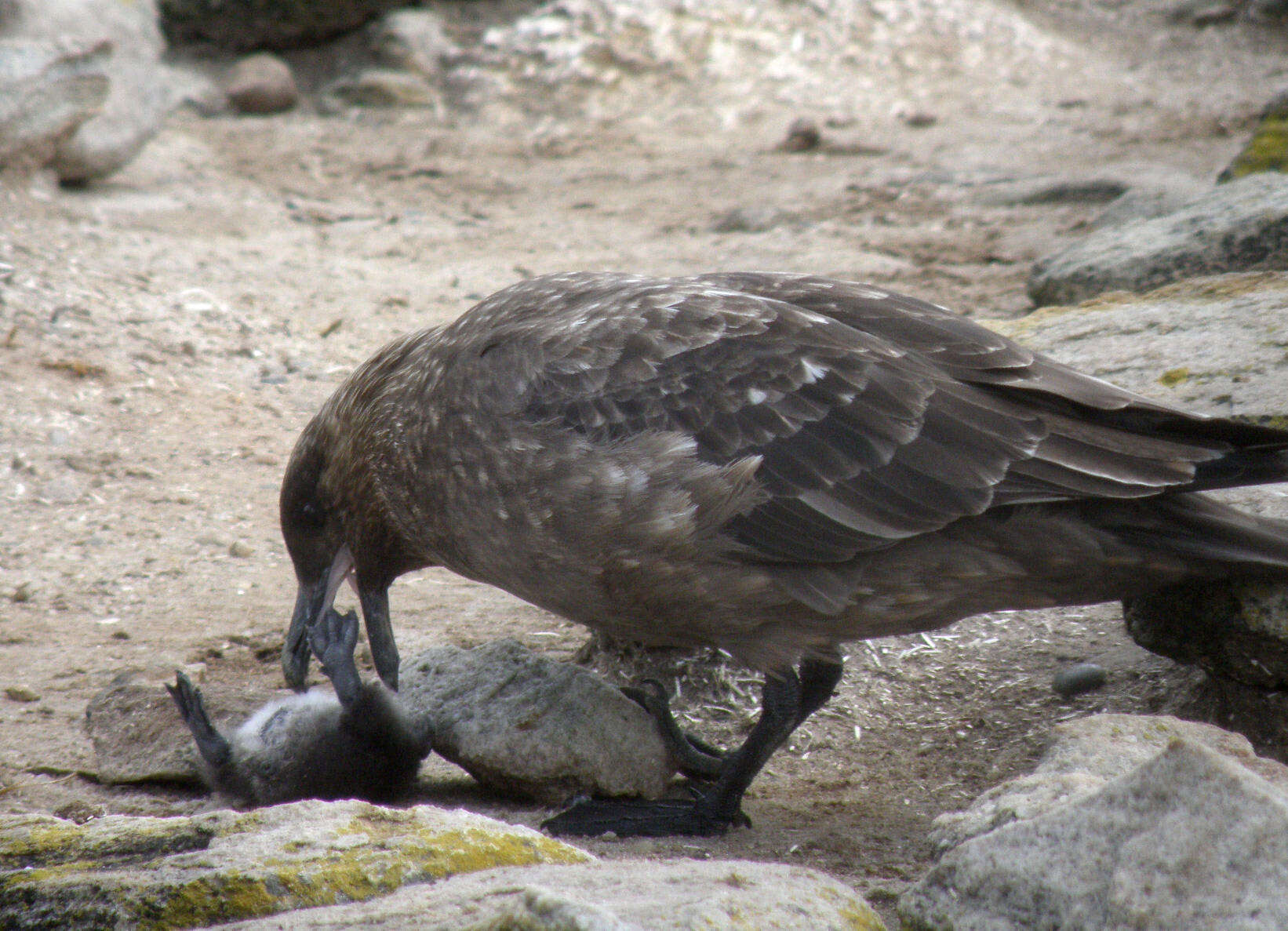 Image of Brown Skua