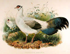 Image of Crossoptilon Hodgson 1838