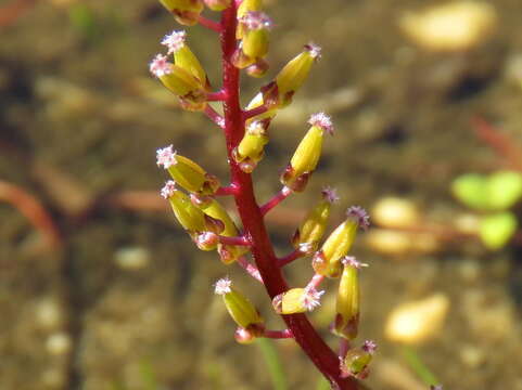 Image of Triglochin bulbosa subsp. tenuifolia (Adamson) Horn