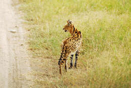 صورة Leptailurus Severtzov 1858