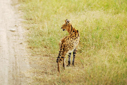 Image of Serval (cat)