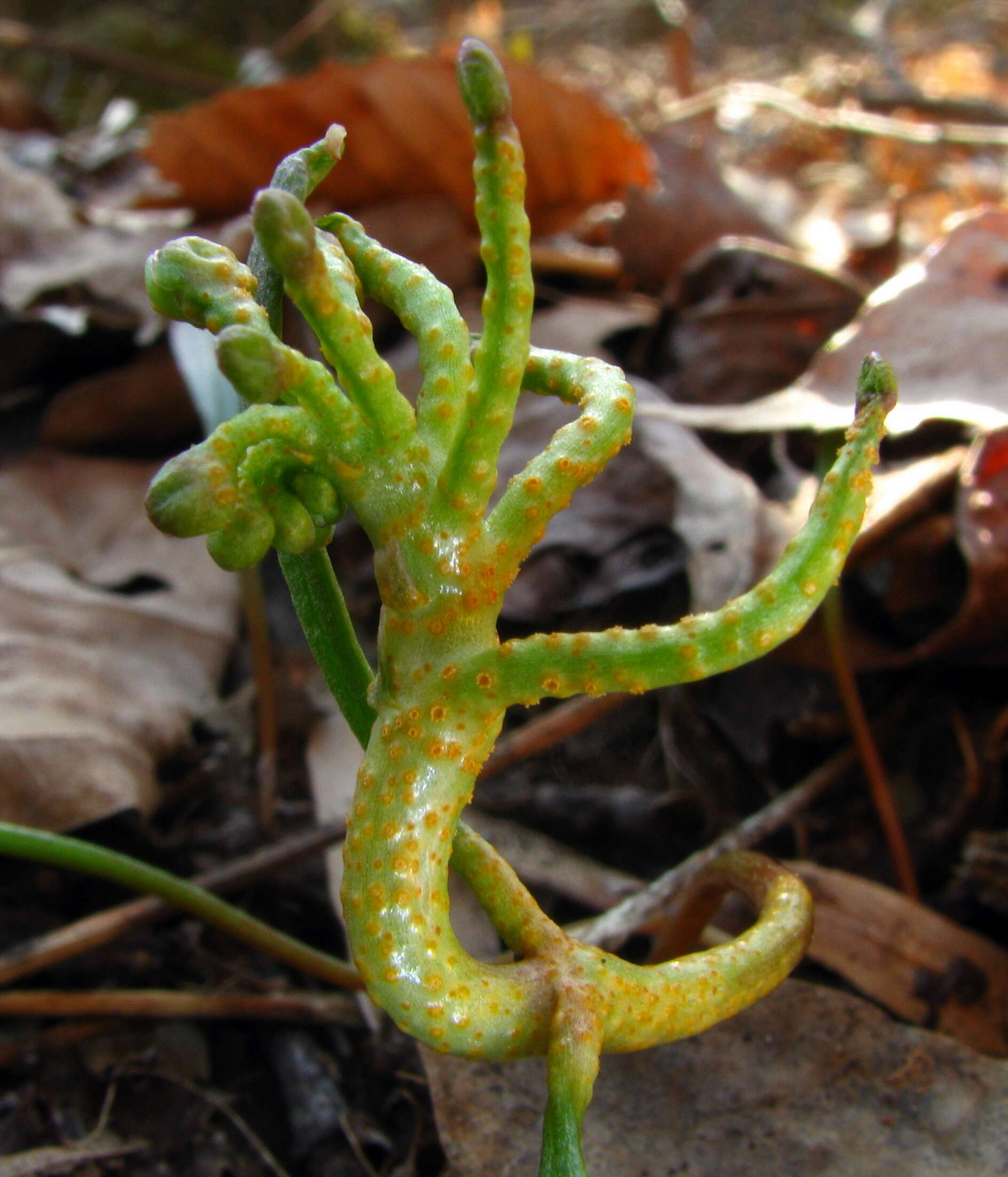 Image of Puccinia mariae-wilsoniae Clinton 1873