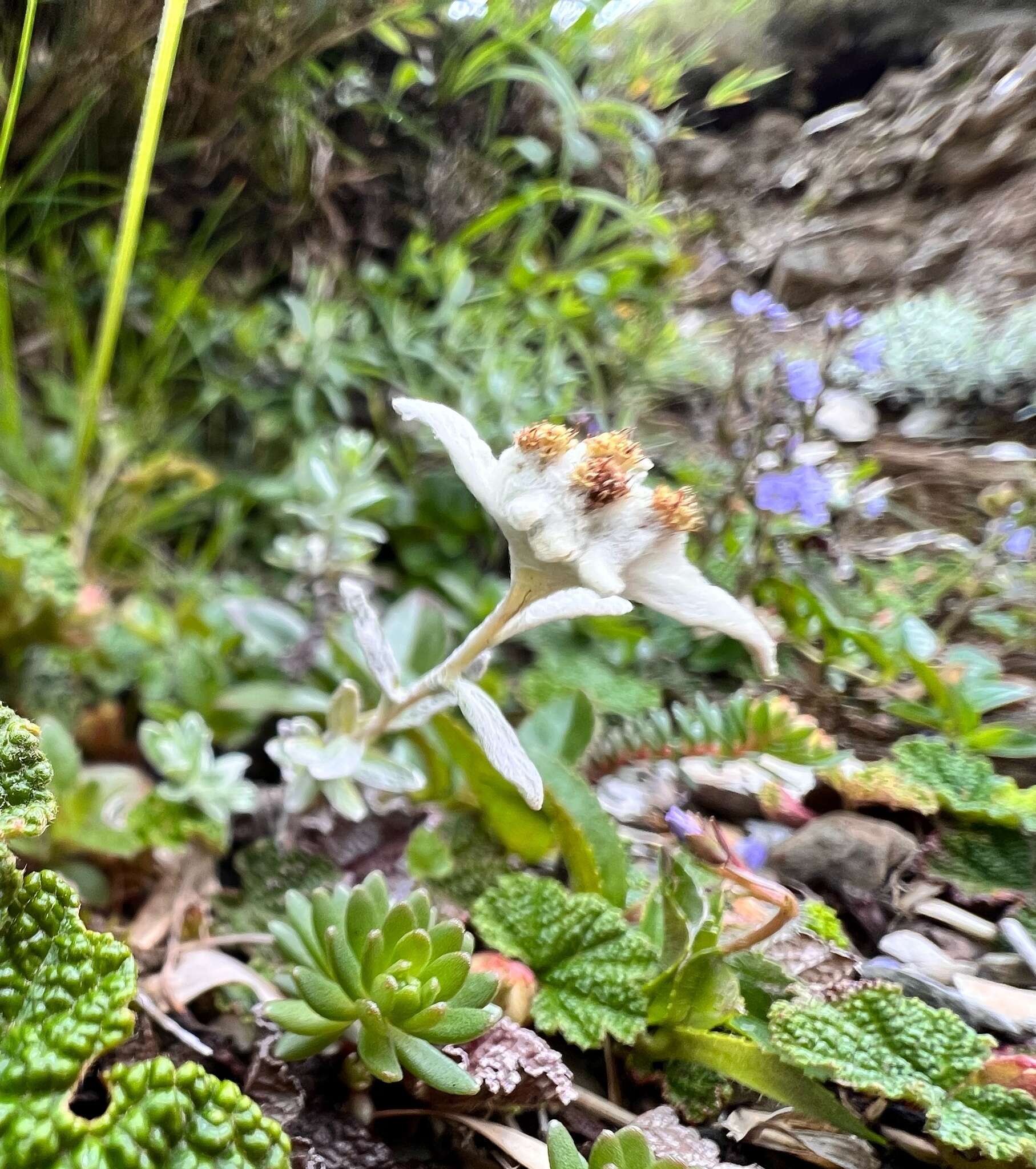 Image of Leontopodium microphyllum Hayata