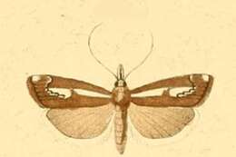 صورة Catoptria corsicellus Duponchel 1836