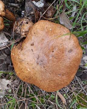 Image of Suillus collinitus (Fr.) Kuntze 1898