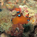 Image of Blue and white tip orange slug