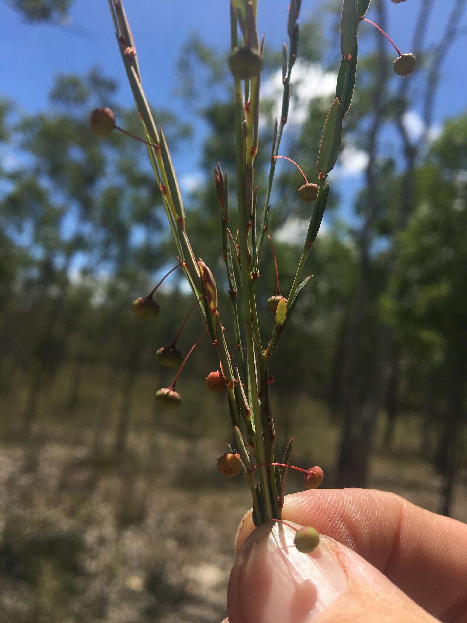 Image of Phyllanthus virgatus G. Forst.