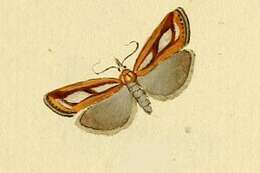 Image of Catoptria myella Hübner 1796