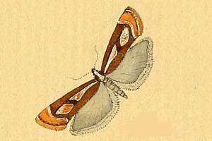 صورة Catoptria mytilella Hübner (1800)