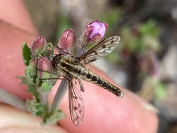 Image of <i>Marmasoma sumptuosum</i>