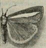 Image of Catoptria margaritella