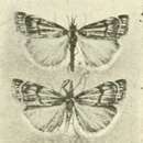 Image of Chrysocrambus sardiniellus Turati 1911