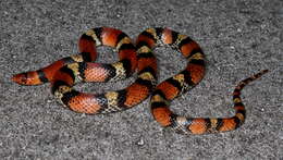 Image of Florida Scarlet Snake