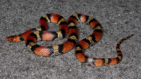 Image of Florida Scarlet Snake