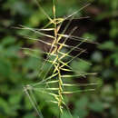 Imagem de Elymus hystrix L.