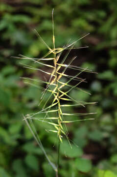 Image of Eastern Bottle-Brush Grass