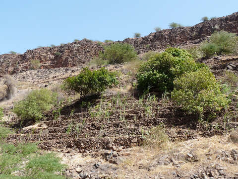 Image of cassava