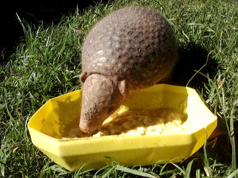 Image of Chacoan Naked-tailed Armadillo