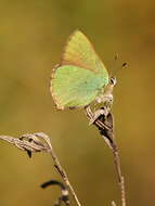 Plancia ëd Callophrys rubi (Linnaeus 1758)