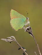 Plancia ëd Callophrys rubi (Linnaeus 1758)