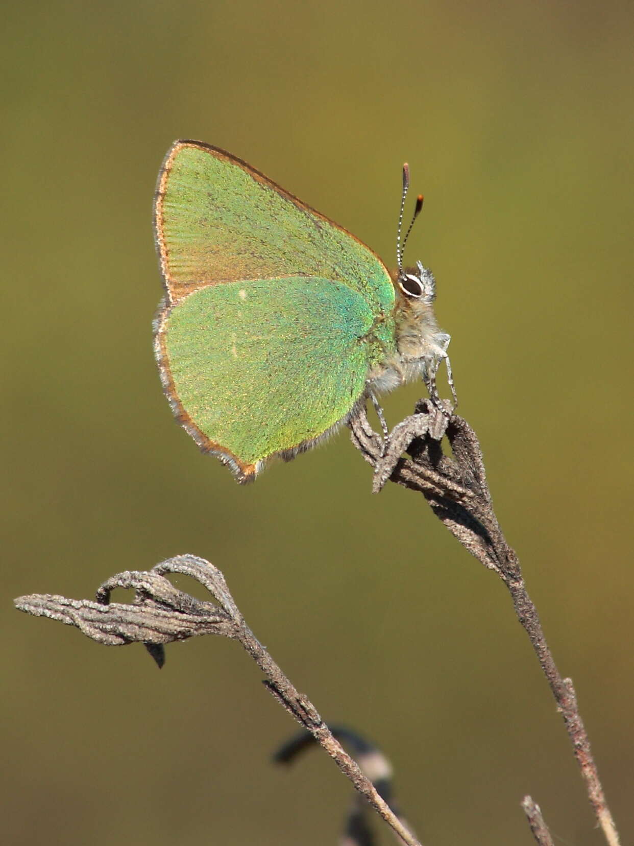 Plancia ëd Callophrys rubi (Linnaeus 1758)