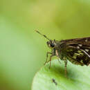 Image of Bispot Banded Ace