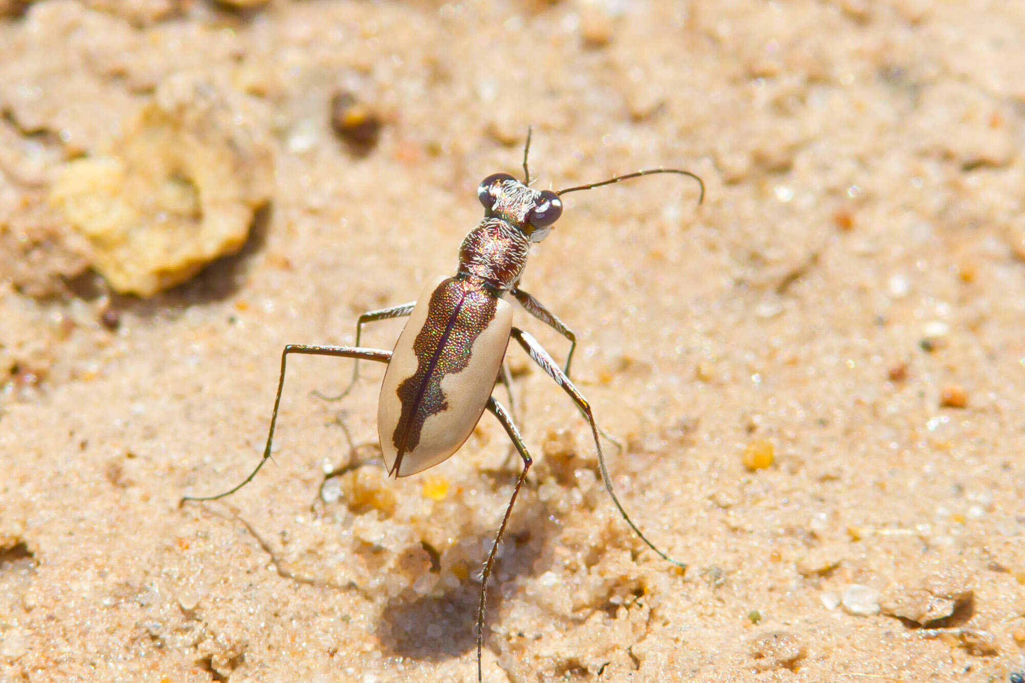 Image of White-cloaked Tiger Beetle