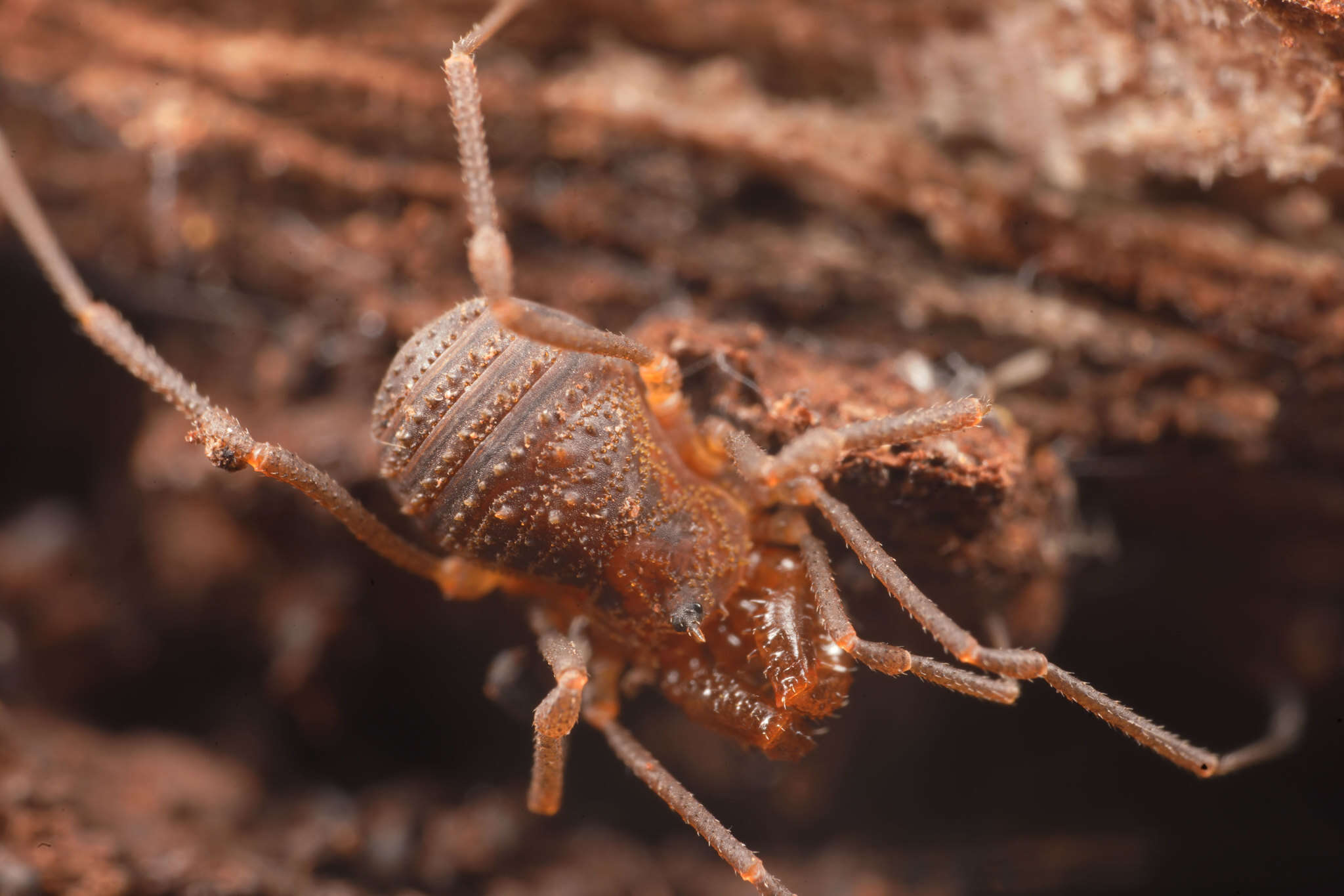 Image de Glyptobunus signatus Roewer 1915