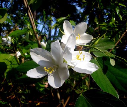 509.18714999.580x360