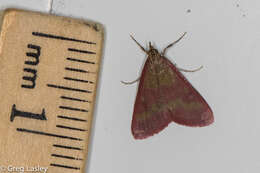 Image of Southern Purple Mint Moth