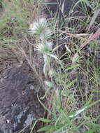 Image of Macledium kirkii (Harv.) S. Ortiz