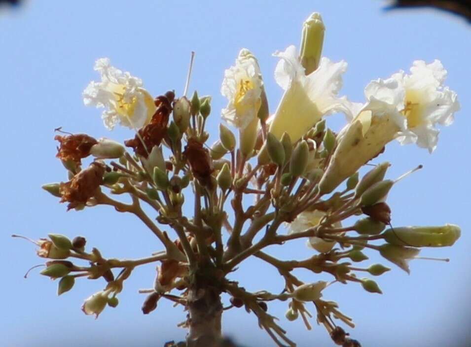 Image de Radermachera xylocarpa (Roxb.) Roxb. ex K. Schum.