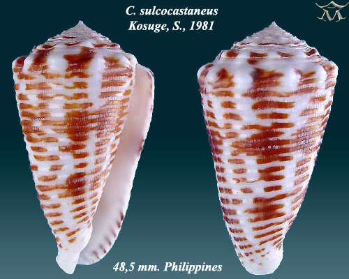 صورة Conus sulcocastaneus Kosuge 1981